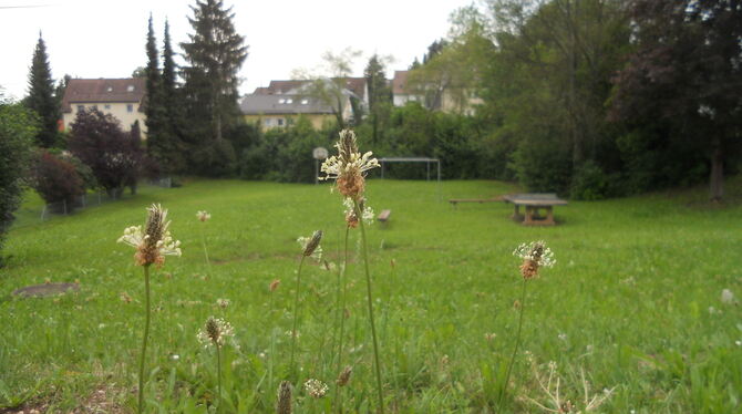 Irgendwo zwischen Idylle und Einöde: der alte Bolzplatz im Unteren Haldenweg mit altem Basketballkorb, Fußballtor und ungenutzte Irgendwo zwischen Idylle und Einöde: der alte Bolzplatz im Unteren Haldenweg mit altem Basketballkorb, Fußballtor und ungenutzte