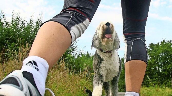 Nicht jeder Hund will nur spielen, wenn ihm ein Jogger begegnet. Jogger wollen in Ruhe laufen, nicht gebissen werden.  FOTO: AVA