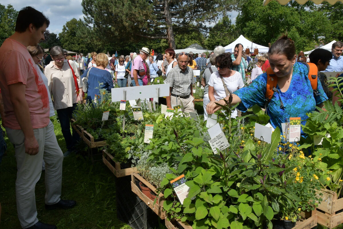 rosenmarkt_moessingen_meyer_2018_17