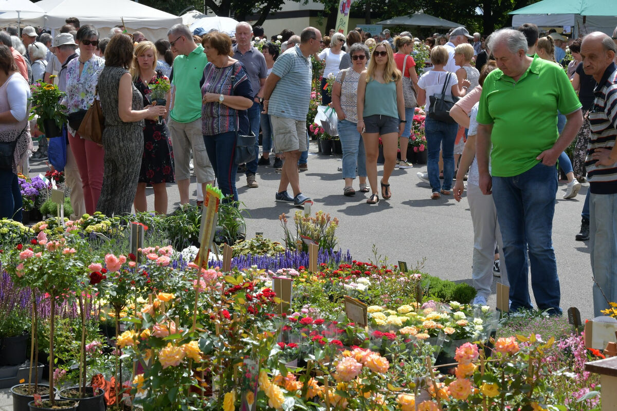 rosenmarkt_moessingen_meyer_2018_34