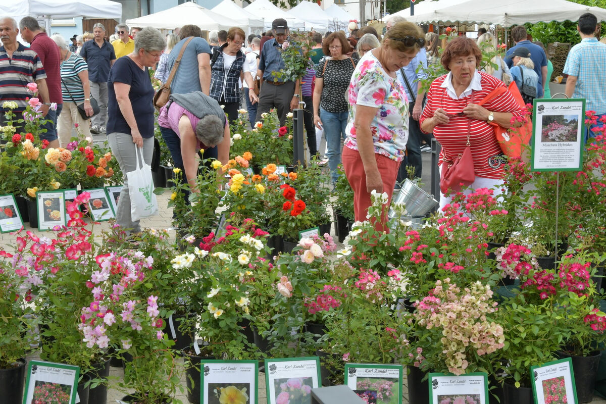 rosenmarkt_moessingen_meyer_2018_42