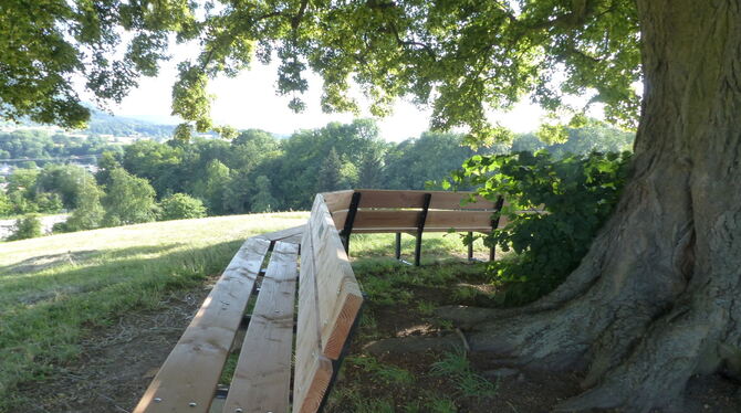 Die Friedenslinde Bronnweiler.
