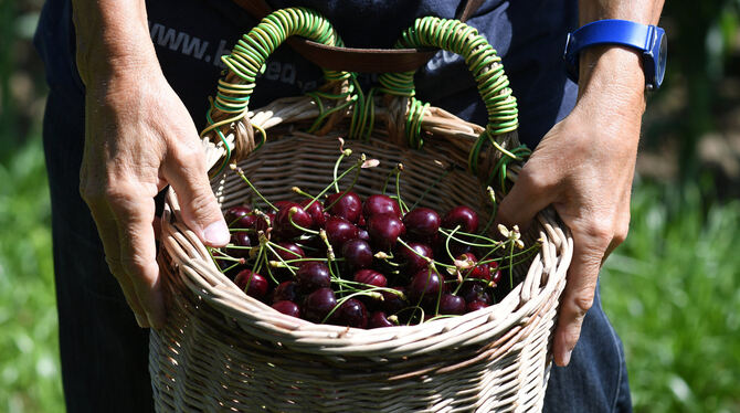 Frische Kirschen. Frische Kirschen.