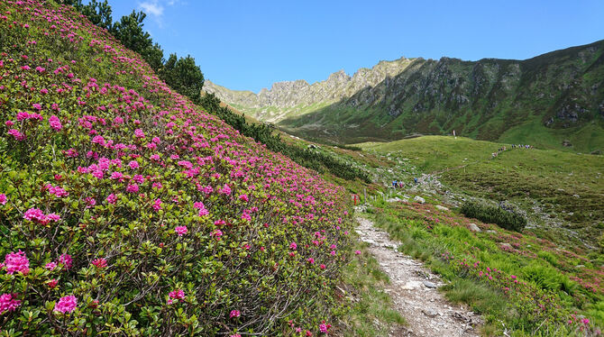 Viele GEA-Leser waren schon oft in den Bergen. Aber so wie auf dem Weg zum Spieljoch sah noch keiner die Alpenrosen blühen.