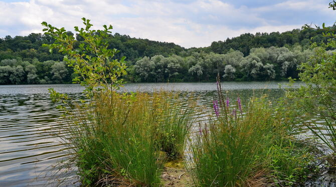 Ein Teil des Sees wird geschützte Zone, im Osten sollen die Freizeit-Sportler Platz finden. FOTO: Niethammer