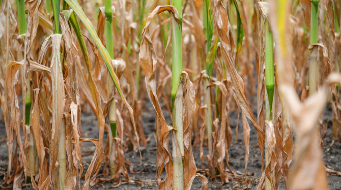 Mais vertrocknet auf den Feldern.