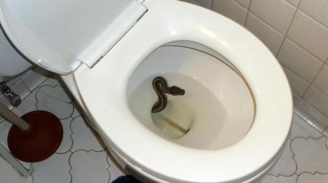 Schlange in Toilettenschüssel
