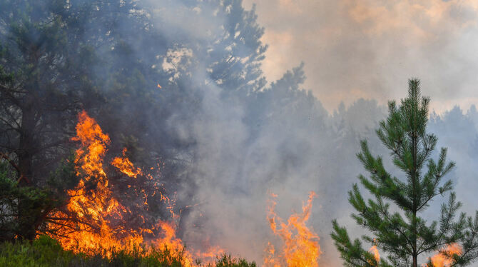 Experten: In Deutschland sind keine riesigen Waldbrände zu erwarten.  FOTO: DPA