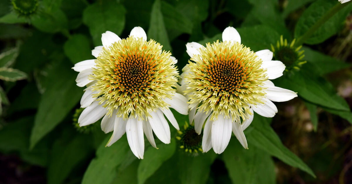 garten_plewe_rommelsbach_pacher_58