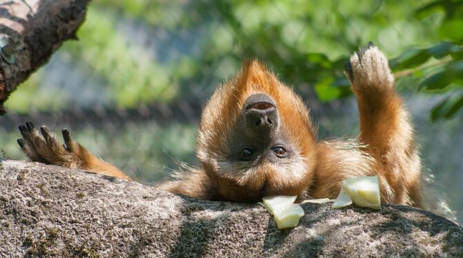 Brüllaffe in der Wilhelma