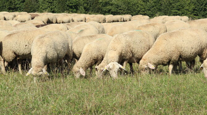 Schafe auf der Weide (Archivbild)