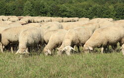 Schafe auf der Weide (Archivbild)