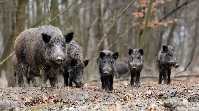 Wildschweine haben sich vom Schönbuch in die Tübinger Nordstadt durchgeschlagen. Dort zerwühlen sie immer wieder Gärten.  FOTO: