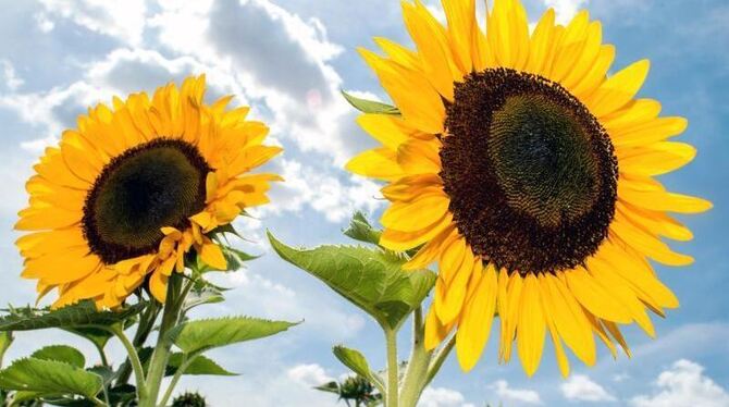 Zwei Sonnenblumen wachsen auf einem Feld