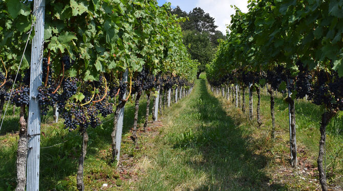 Die anhaltende Trockenheit konnte bislang dem Metzinger Wein nichts anhaben: Die schweren, lehmigen Böden haben noch ausreichend