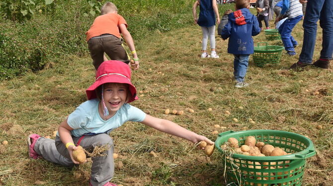 Kartoffellesen für Kinder: Ein Programm-Klassiker beim Fest.  ARCHIV-FOTO: PACHER