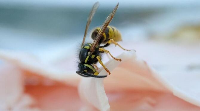 Eine Wespe auf Schinken