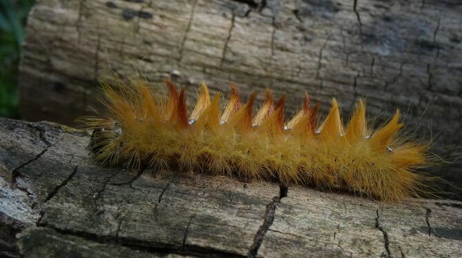 Was solche Haare hat, kann nicht lecker sein: Die Raupe der Ahorn-Rindeneule, eines Nachtfalters also, sieht für Fressfeinde zie