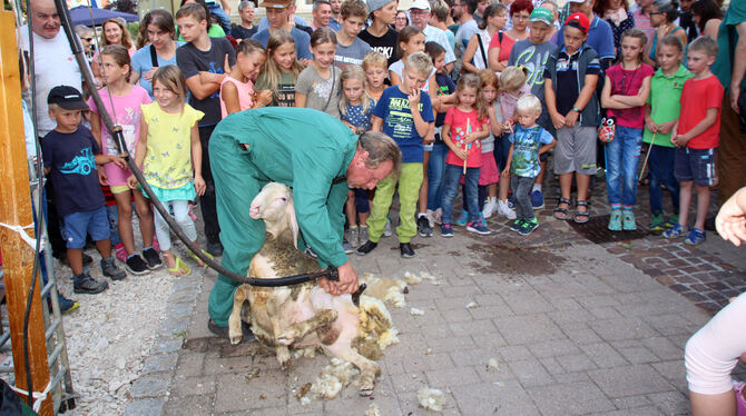 Vor allem die Kinder staunten, als Schäfer Walter Mollenkopf zeigte, wie Schafe geschoren werden.  FOTOS: OLE
