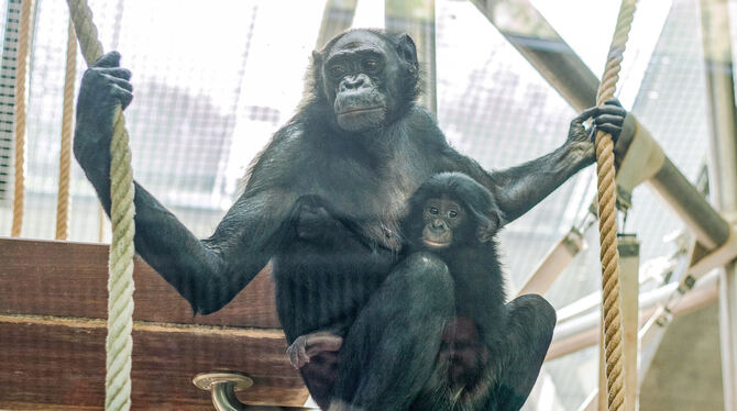 Bonobo-Oma Kombote hält das Jungtier Xhosa im Arm. Nachdem seine Mutter ihn im Zoo Frankfurt nicht angenommen hatte wurde Xhosa