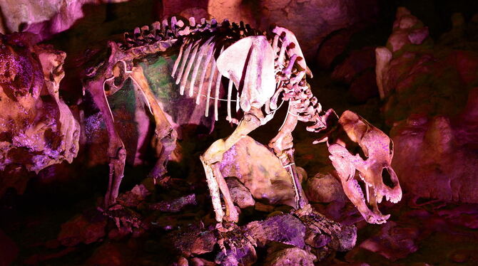 Der Höhlenbär lacht sich scheckig.