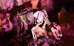 Der Höhlenbär lacht sich scheckig.