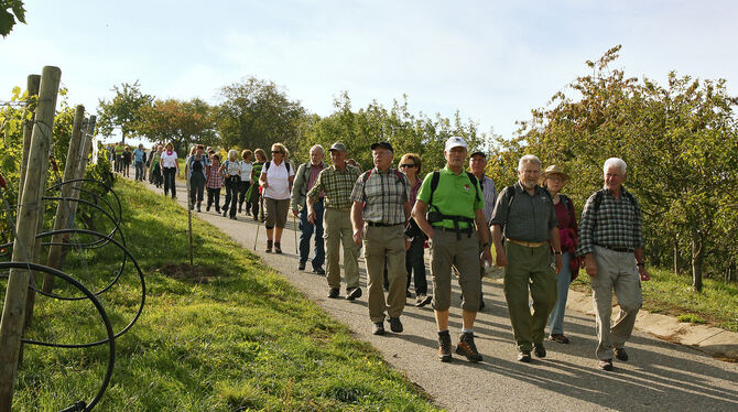 Wandern ist auch beim Albverein Pfullingen der Schwerpunkt, zum Beispiel bei der Tour auf dem württembergischen Weinwanderweg vo