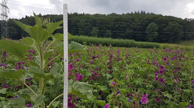 So sah die Blühmischung mit Sonnenblumen, Malven, Buchweizen und Kleearten für Bienenstrom auf Marbacher Feldern im Juli aus. Ei