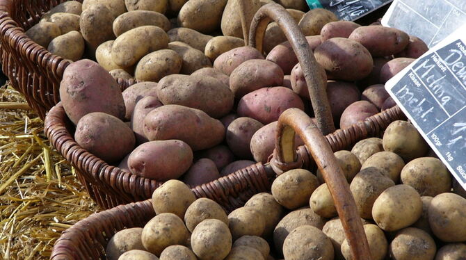Sortenvielfalt beim Kartoffelfest.  FOTO: GEA
