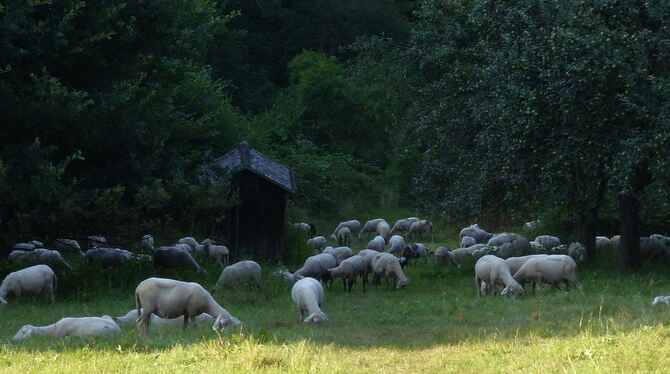 Grasende Schafe in der Sarchhalde Foto: Ralf Bertscheit