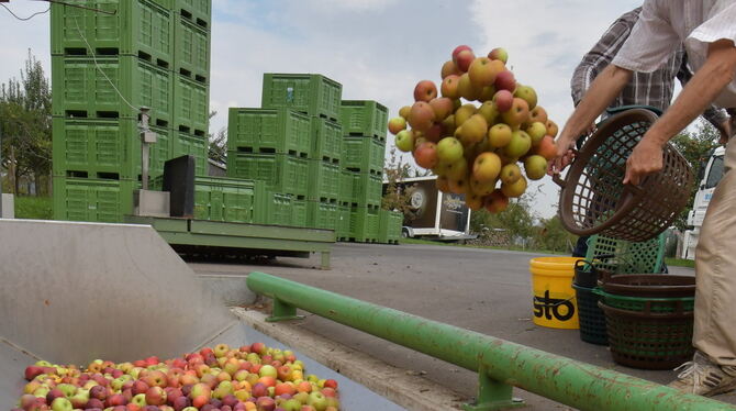 Und noch ein Korb voller Äpfel! In der Saftpresse von Klaus Riehle in Sickenhausen herrscht Hochbetrieb.  FOTOS: JÜRGEN MEYER
