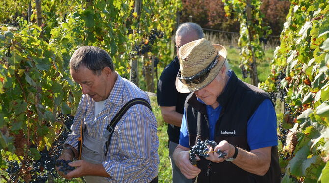 Robert Mader (links), Gerhard Keppler (rechts) und Konrad Eckstein bei der Weinlese am Georgenberg.  FOTO: SAUTTER