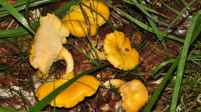 Kommen häufig vor in der Region: Pfifferlinge.  FOTO: SCHMIDT