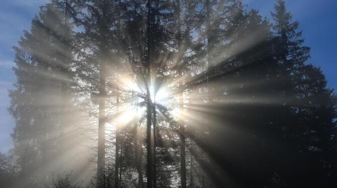 Sonne strahlt durch eine Baumgruppe