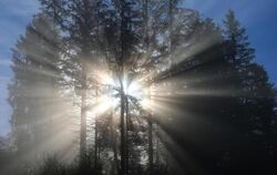 Sonne strahlt durch eine Baumgruppe
