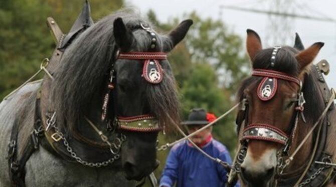 Präzisionsarbeit mit zwei Pferdestärken beim Fuhrmannstag.  FOTO: REITVEREIN