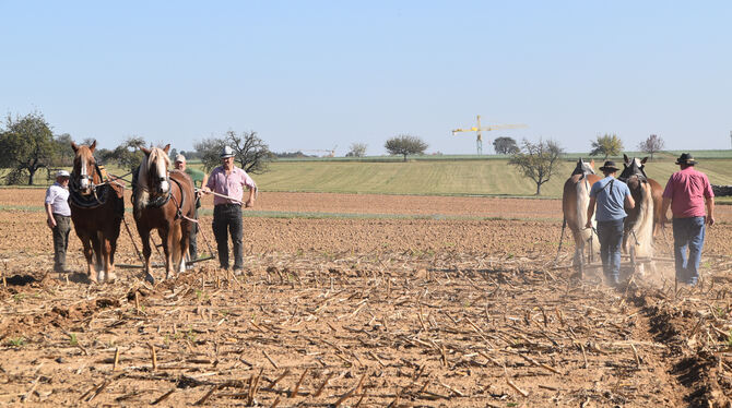 Pflügen mit dem Pferd ist Präzisionsarbeit und verlangt Konzentration und Geduld: Davon konnten sich viele Hundert Besucher bei