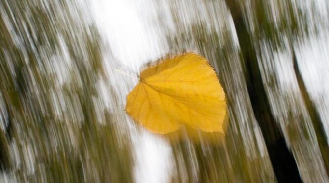 Ein Lindenblatt fliegt durch die Luft