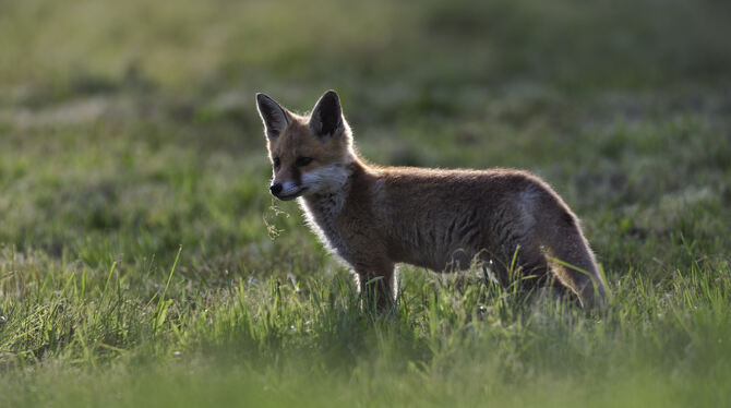 Das Tier, das ein Jäger am Montagabend von seinem Ansitz aus beobachtet hatte, war ein Fuchs und kein Wolf. Zu diesem Ergebnis