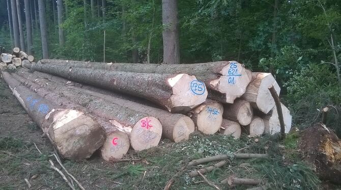 Der europäische Markt ist übersättigt: Auch in Trochtelfingen wurde 2018 weniger Holz geerntet als geplant.  FOTO: MAUSER