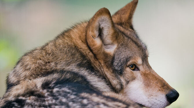 Die Diskussion um den Wolf auf eine sachliche Ebene zu bringen, findet der Experte Gregor Beyer besonders wichtig. FOTO: DPA