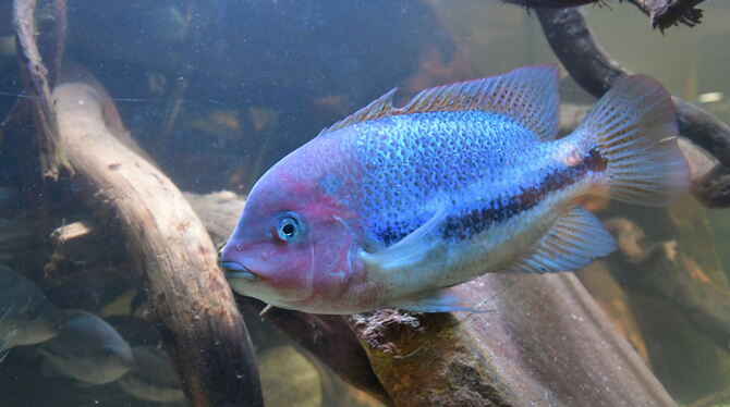 Imposante Tierwelt unter Wasser: Ein bunter Barsch bei der Ausstellung der Aquarien- und Terrarienfreunde in Mössingen im Kleint