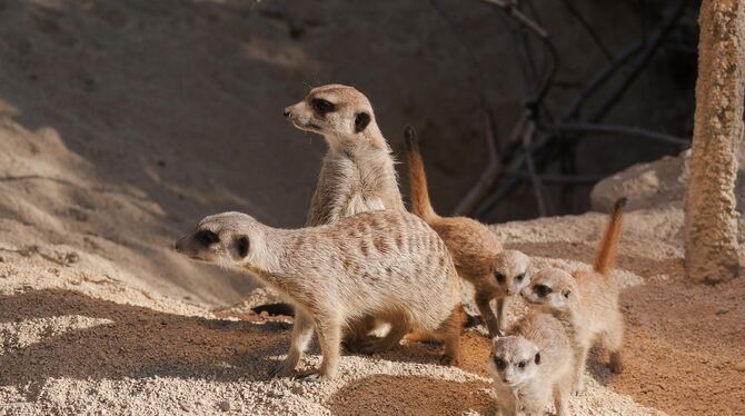 Erdmännchen-Babys Wilhelma