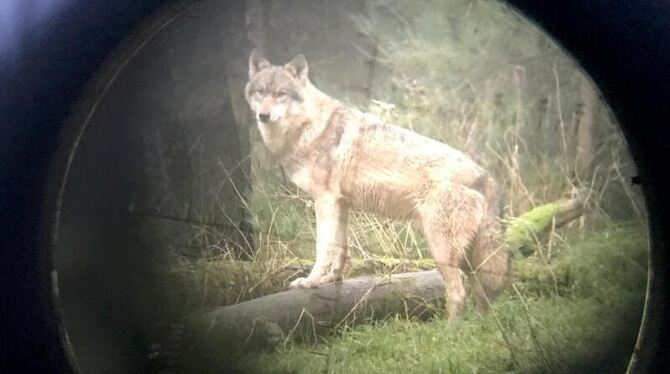 Ein Wolf durch ein Fernrohr gesehen