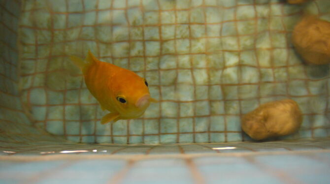 Plitsch, der Goldfisch, braucht ein neues Zuhause. FOTO: ELE