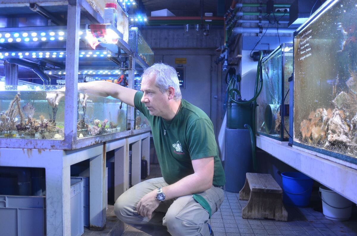 Matthias Schierle ist Revierleiter im Süßwasserbereich des Aquariums der Wilhelma. Hier betrachtet er ein Zuchtbecken für Korall