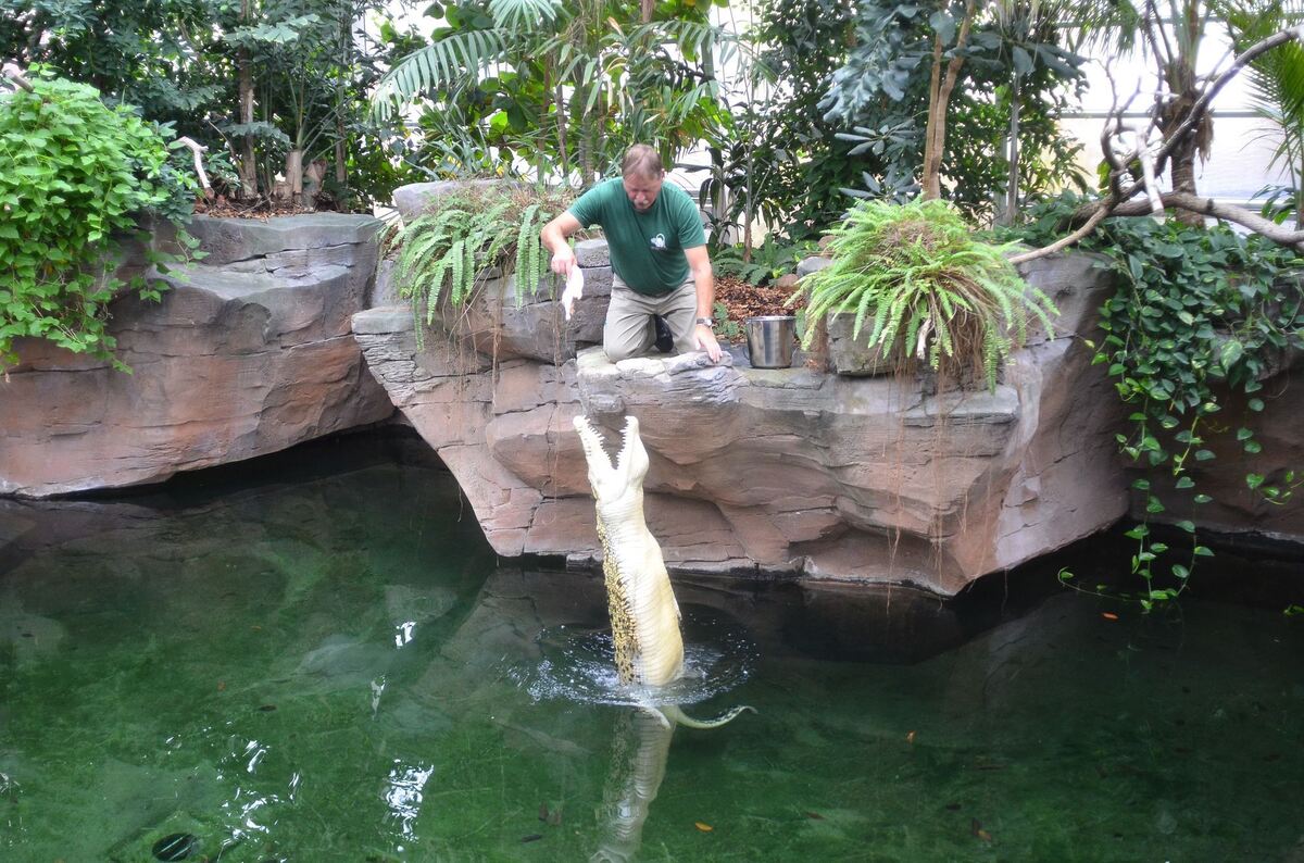 In sechsjährigem Training hat Harry Aberle hat dem weißen Leistenkrokodil Tong beigebracht nach einem Hühnchen zu springen. Die