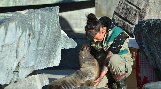 Die Tierpflegerin Lesley Kirchner gewöhnt die Kalifornischen Seelöwen an ihre neuen Umgebung. Während der Sanierung ihres eigene