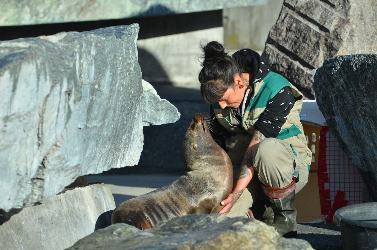 Die Tierpflegerin Lesley Kirchner gewöhnt die Kalifornischen Seelöwen an ihre neuen Umgebung. Während der Sanierung ihres eigene