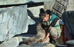 Die Tierpflegerin Lesley Kirchner gewöhnt die Kalifornischen Seelöwen an ihre neuen Umgebung. Während der Sanierung ihres eigene